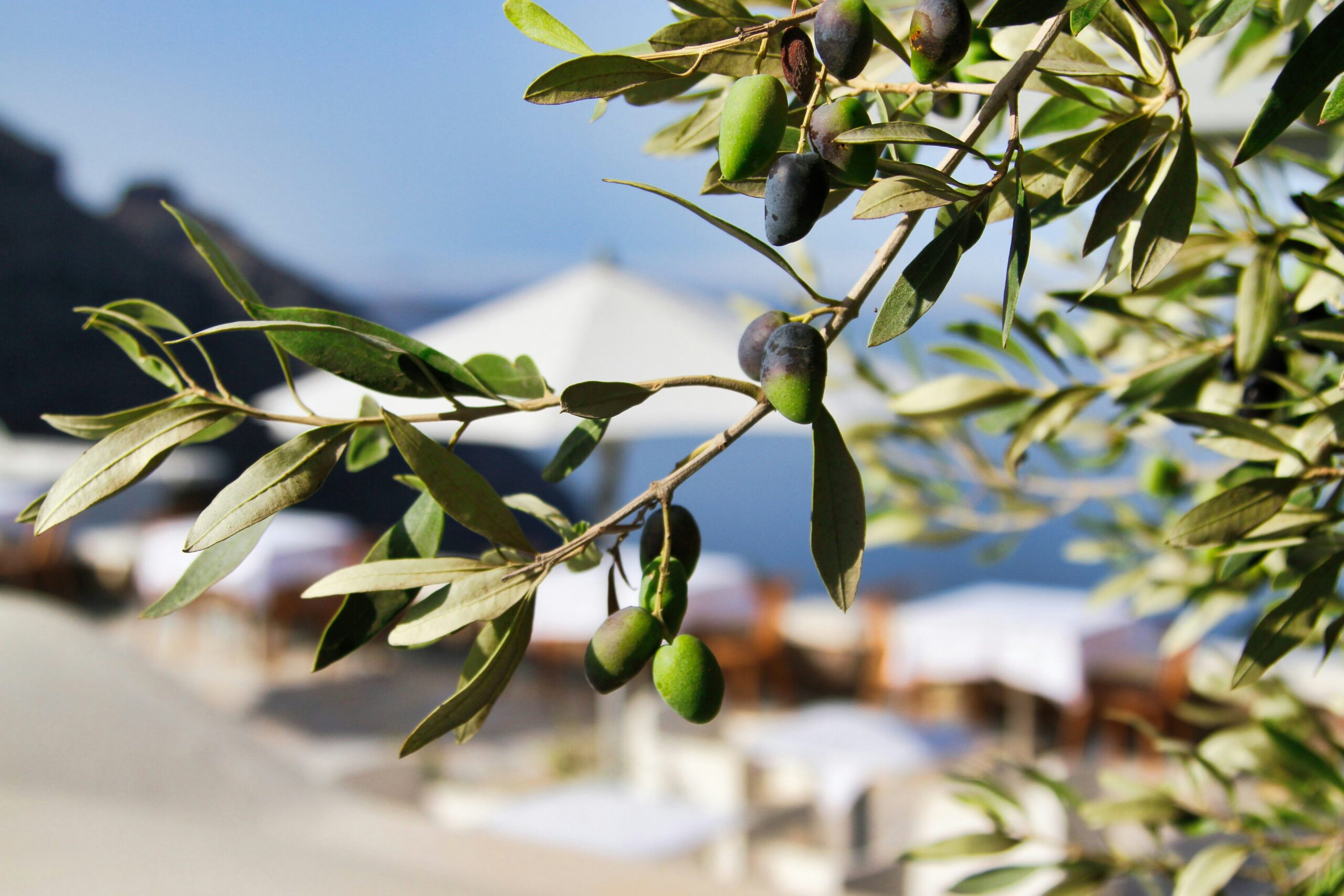 Bright Green Early Harvest Olive Oil