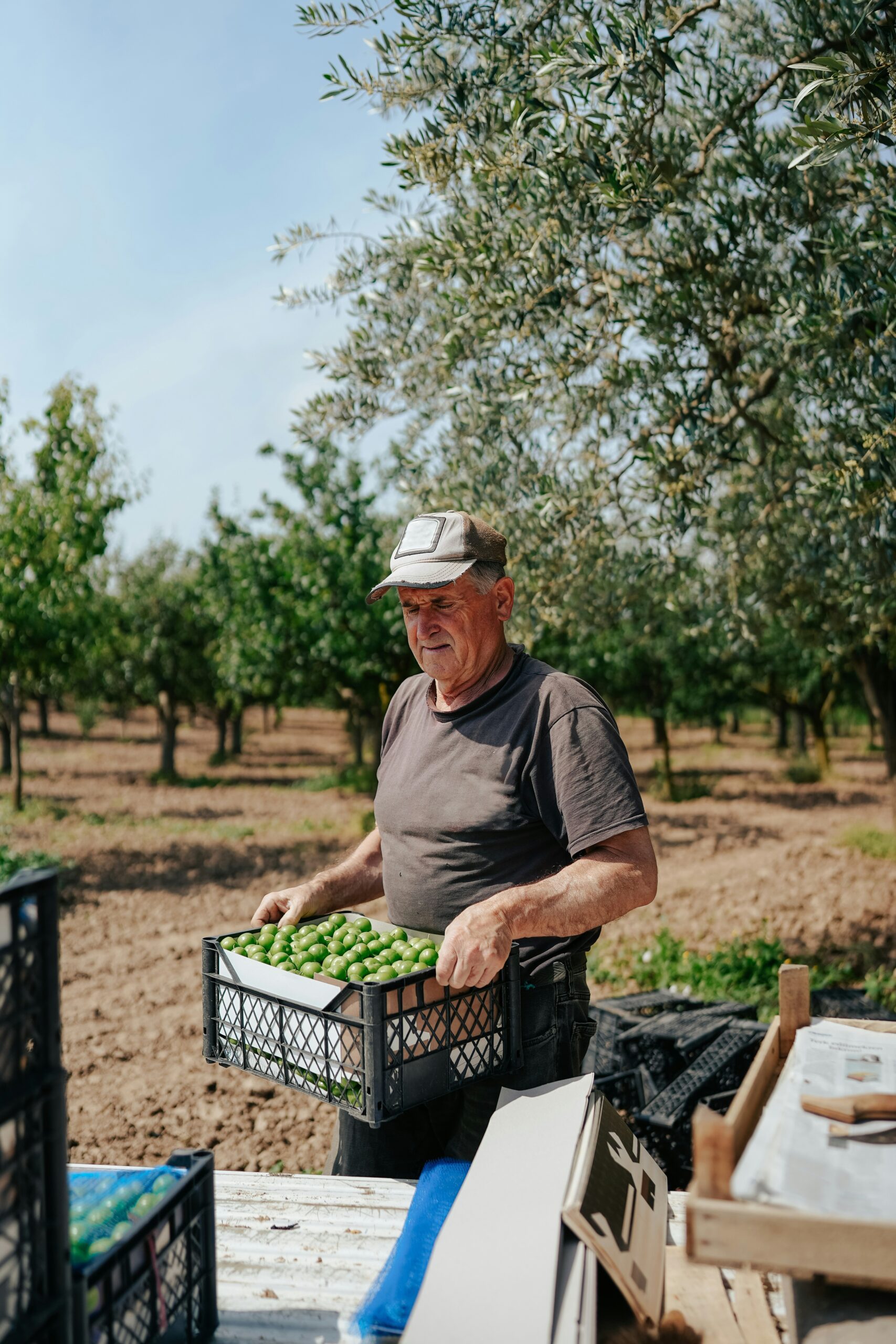 Early Harvest Green Olives